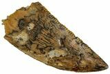 Serrated, Raptor Tooth - Real Dinosaur Tooth #295982-1